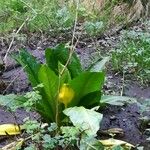 Lysichiton americanus Levél