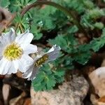 Callianthemum coriandrifolium