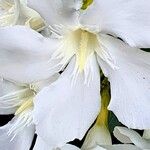 Nerium oleander Blomma