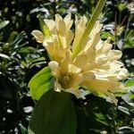 Gentiana burseri Квітка
