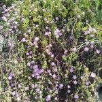 Drosanthemum floribundum Hábito