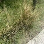 Muhlenbergia capillaris পাতা