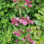 Weigela florida Flower