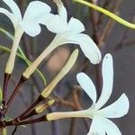 Plumeria filifolia Flower
