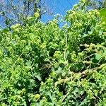 Mikania cordifolia عادت داشتن