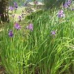 Iris sanguinea Habit