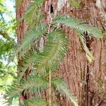 Metasequoia glyptostroboides Hoja