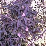 Tradescantia pallida ᱥᱟᱠᱟᱢ