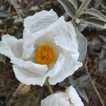 Cistus laurifolius Blomst