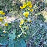 Crotalaria spectabilis Blomst