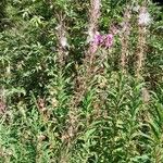 Epilobium angustifoliumVirág