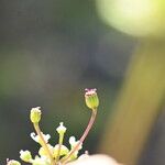 Trinia glauca Frutto