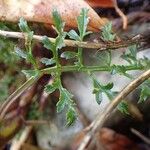 Scrophularia canina Habitus