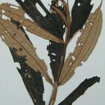 Miconia chrysophylla Прочее