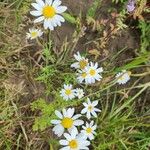 Anthemis cotula Flower