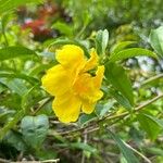 Allamanda cathartica Квітка