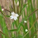 Epilobium palustre 葉