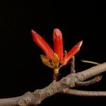 Rhododendron malayanum പുഷ്പം