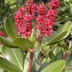 Cunonia deplanchei Flower