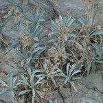 Aurinia saxatilis 叶