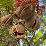 Xanthoceras sorbifolium Fruit