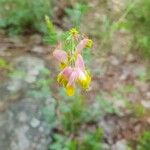 Capnoides sempervirens Flower