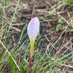 Zephyranthes minuta Квітка