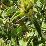 Barleria eranthemoides Fulla