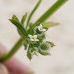 Galium aparine Flower