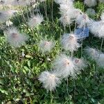 Dryas drummondii Frucht