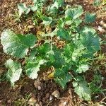 Brassica juncea Blatt