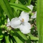 Tradescantia × andersoniana Flower