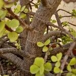 Portulacaria afra Bark