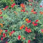 Lantana aculeata Flors