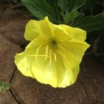 Oenothera glazioviana Λουλούδι