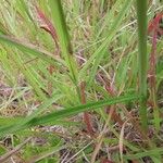 Allium coloratum List