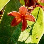 Sterculia lanceolata Flor