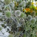 Eryngium planum Flower