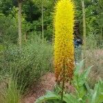 Stanleya pinnata Flower