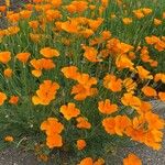 Eschscholzia californicaKvět