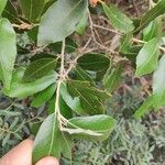 Quercus ilex Лист