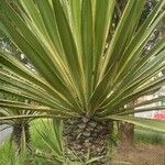 Furcraea selloana Folha