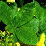 Rhododendron luteum Blatt