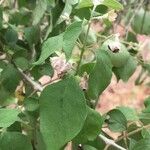Karomia speciosa 葉
