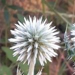 Echinops ritroফুল