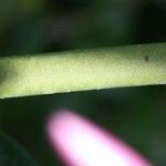 Jasminum laurifolium Azala