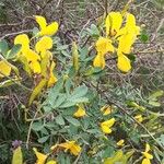 Cytisus balansae Flower