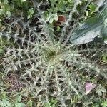 Cirsium vulgareBlad