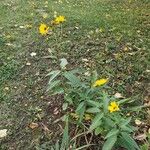 Helianthus tuberosus Flower