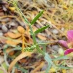 Lathyrus clymenum Foglia